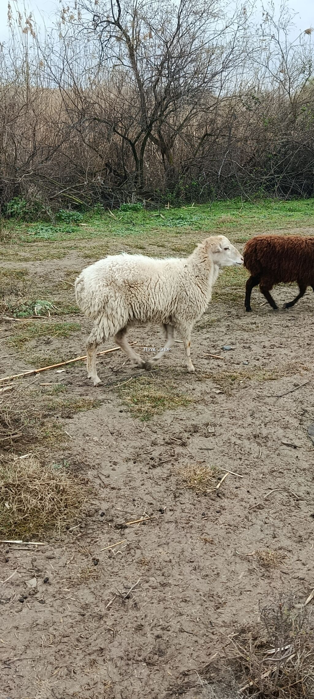 Qoyun – ağ yunlu - Cins/type: yerli ət-yun istiqamətli qoyun - Rəng
