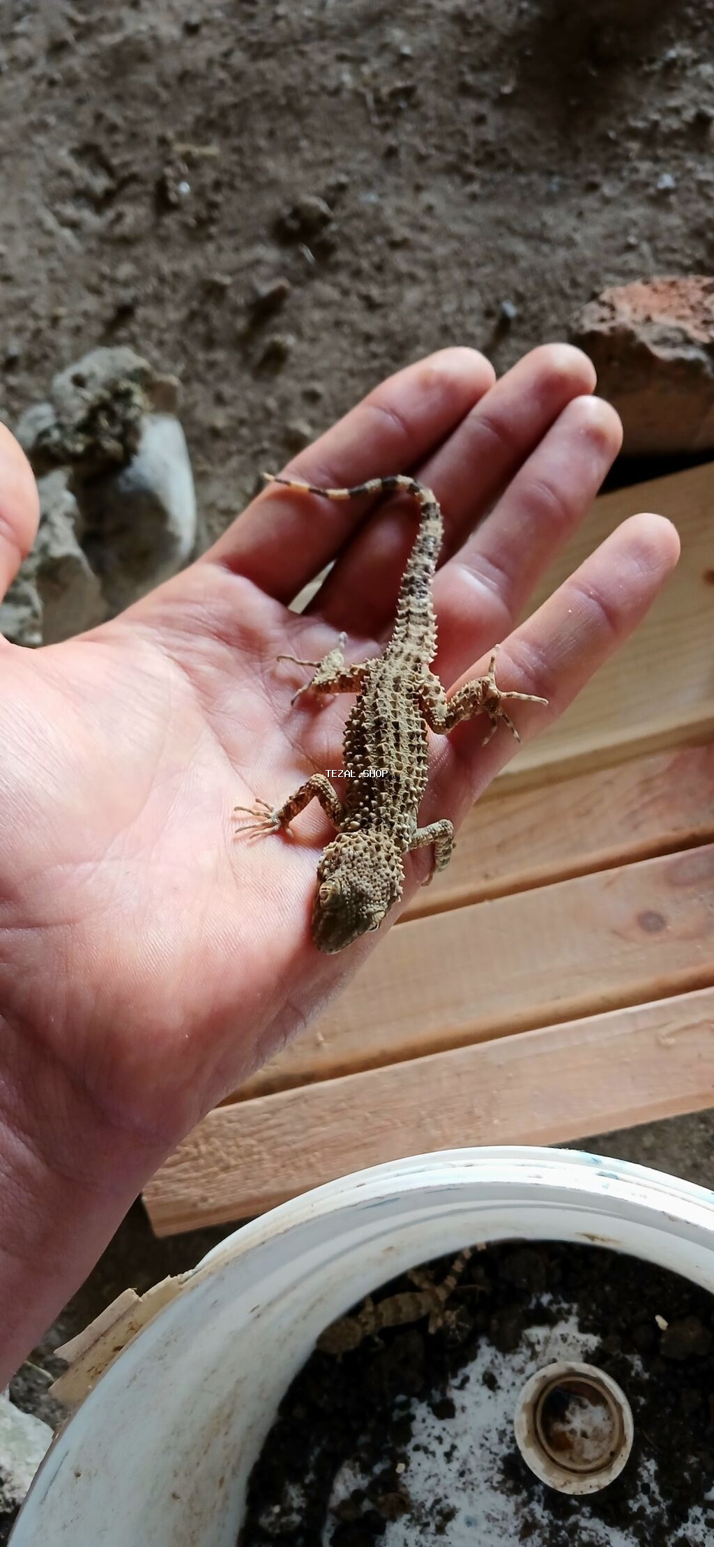 Kərtənkələ biri 5 azn