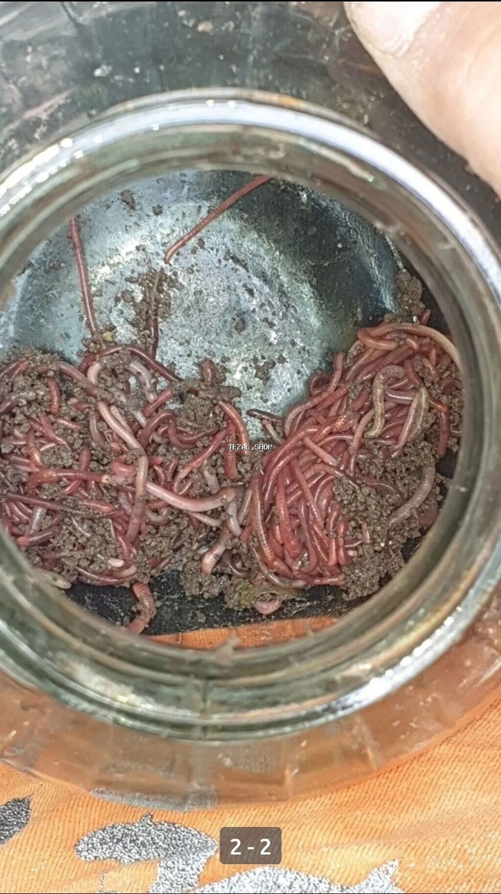 Balıq ovu üçün torpaq metrolara çatdırılma soxulcanı,qurdu