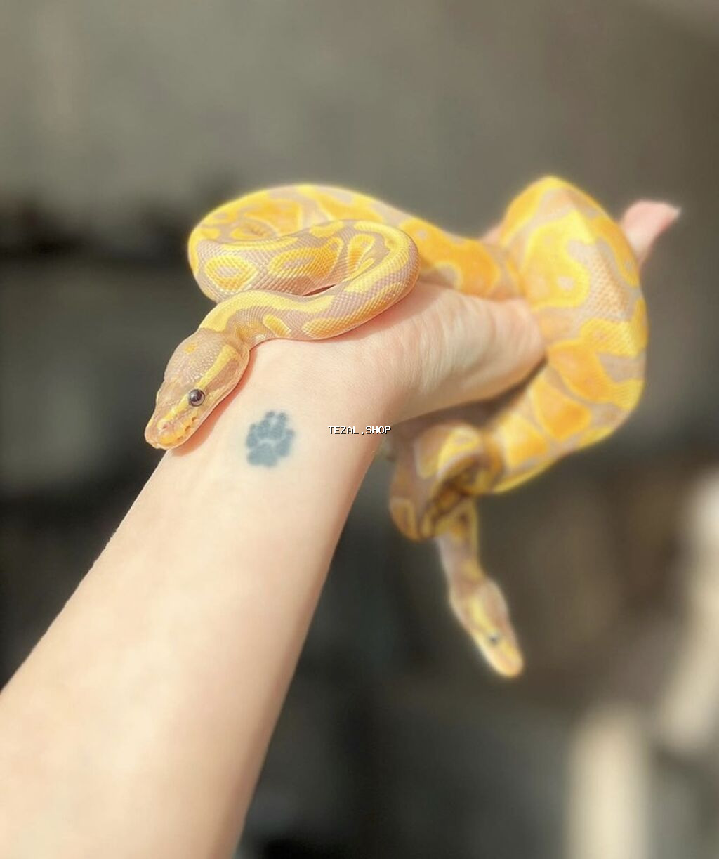 Предлагаю к продаже здоровых и активных детёнышей королевских питонов