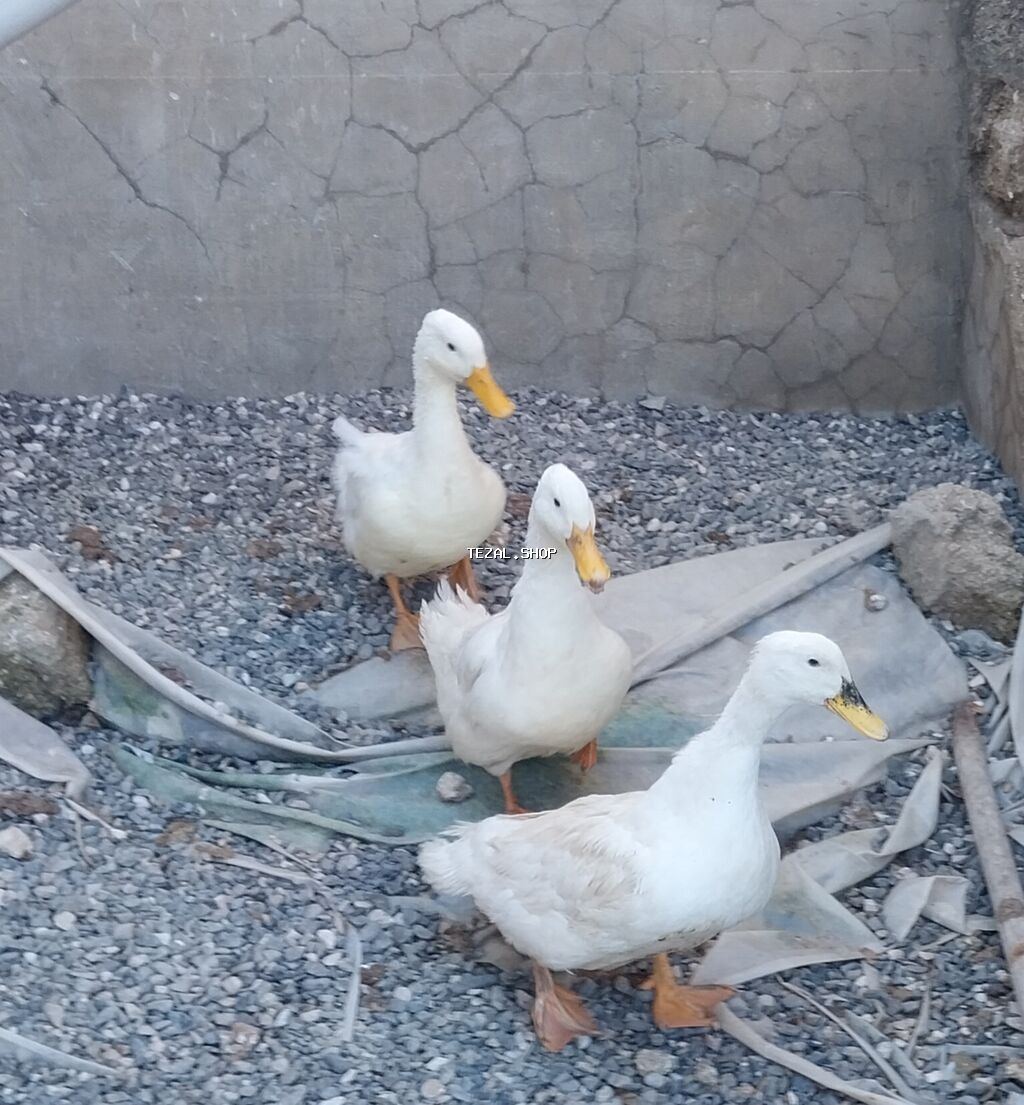 Təcili 3 ədəd təmiz Pekin ördəyi satılır.fərə yumurtiyir