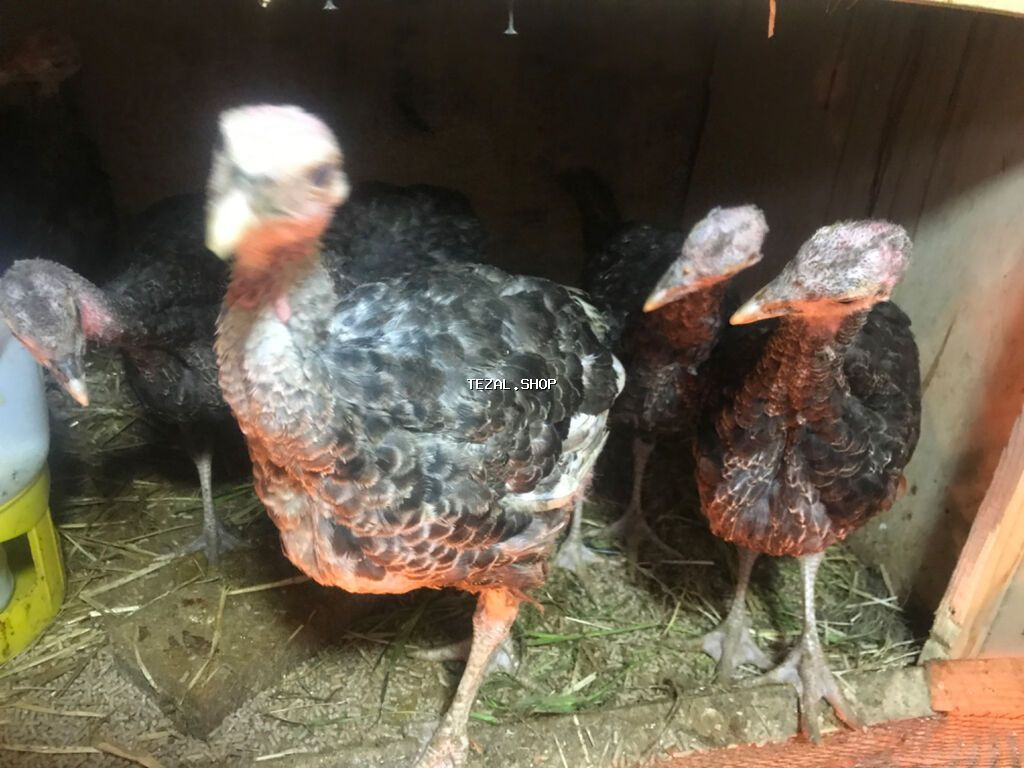 Hunduska amerkan bros qiymetinen coc asagi satlir 5 aylir temiz qan 5