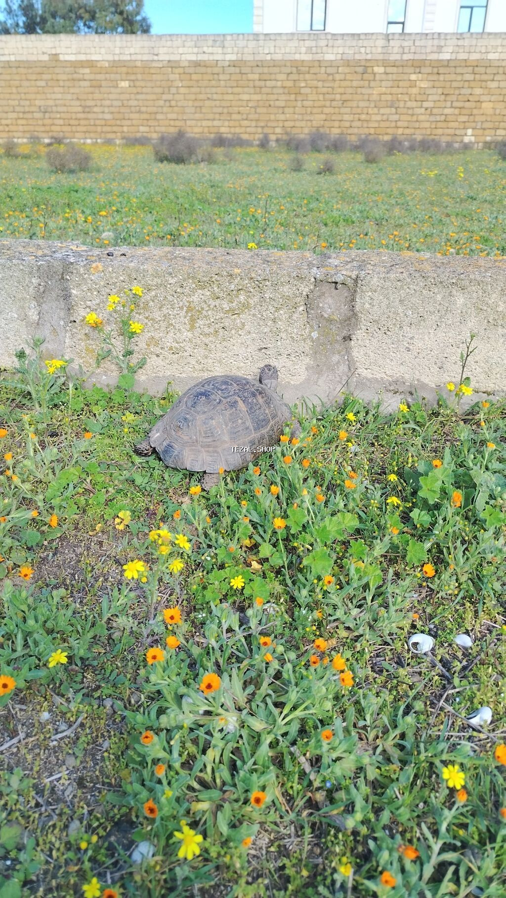 Quru tısbağa Evcil tısbağa belə at kimi gedir - Növ: quru/səhra