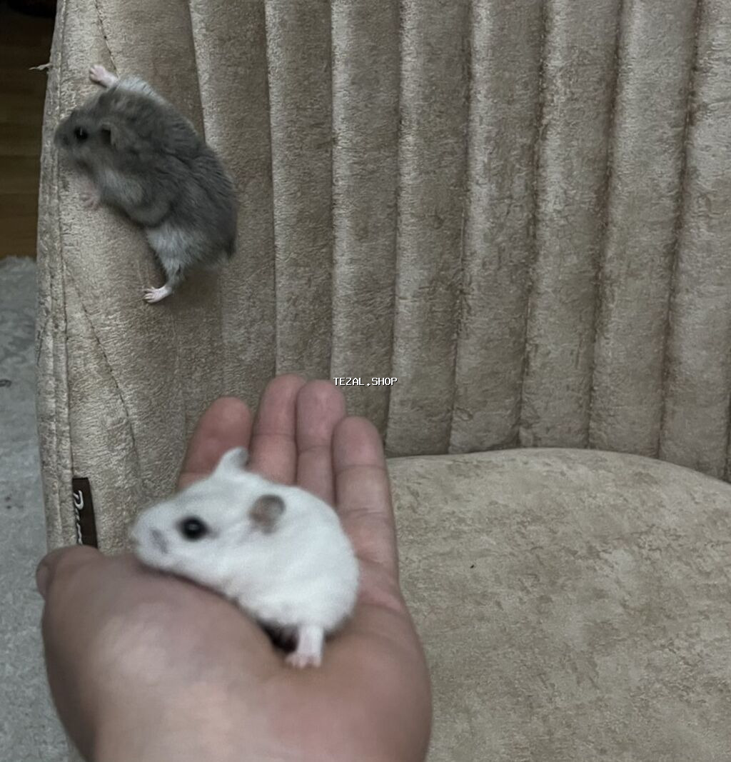 Cüt xırda hamsterlər – biri ağ, biri boz rəngdə. Kiçik ölçülü, çevik