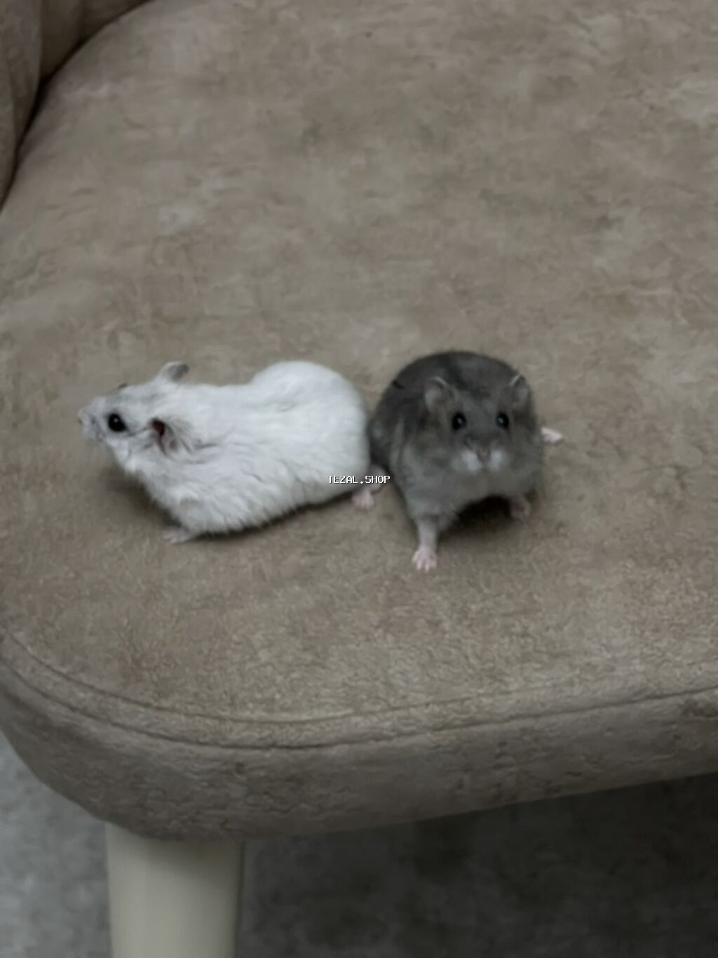 Cüt xırda hamsterlər – biri ağ, biri boz rəngdə. Kiçik ölçülü, çevik - şəkil 2