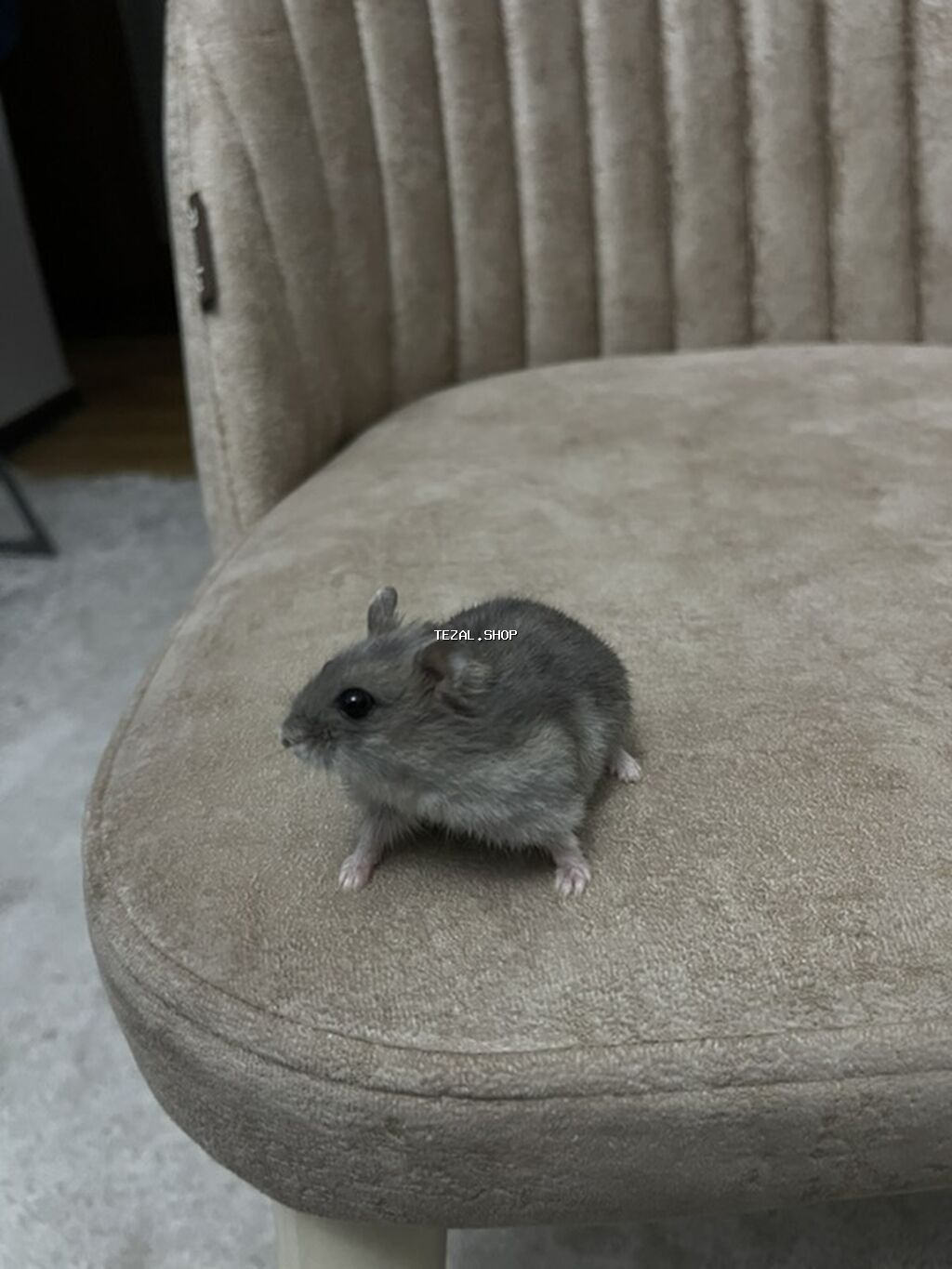 Cüt xırda hamsterlər – biri ağ, biri boz rəngdə. Kiçik ölçülü, çevik - şəkil 3