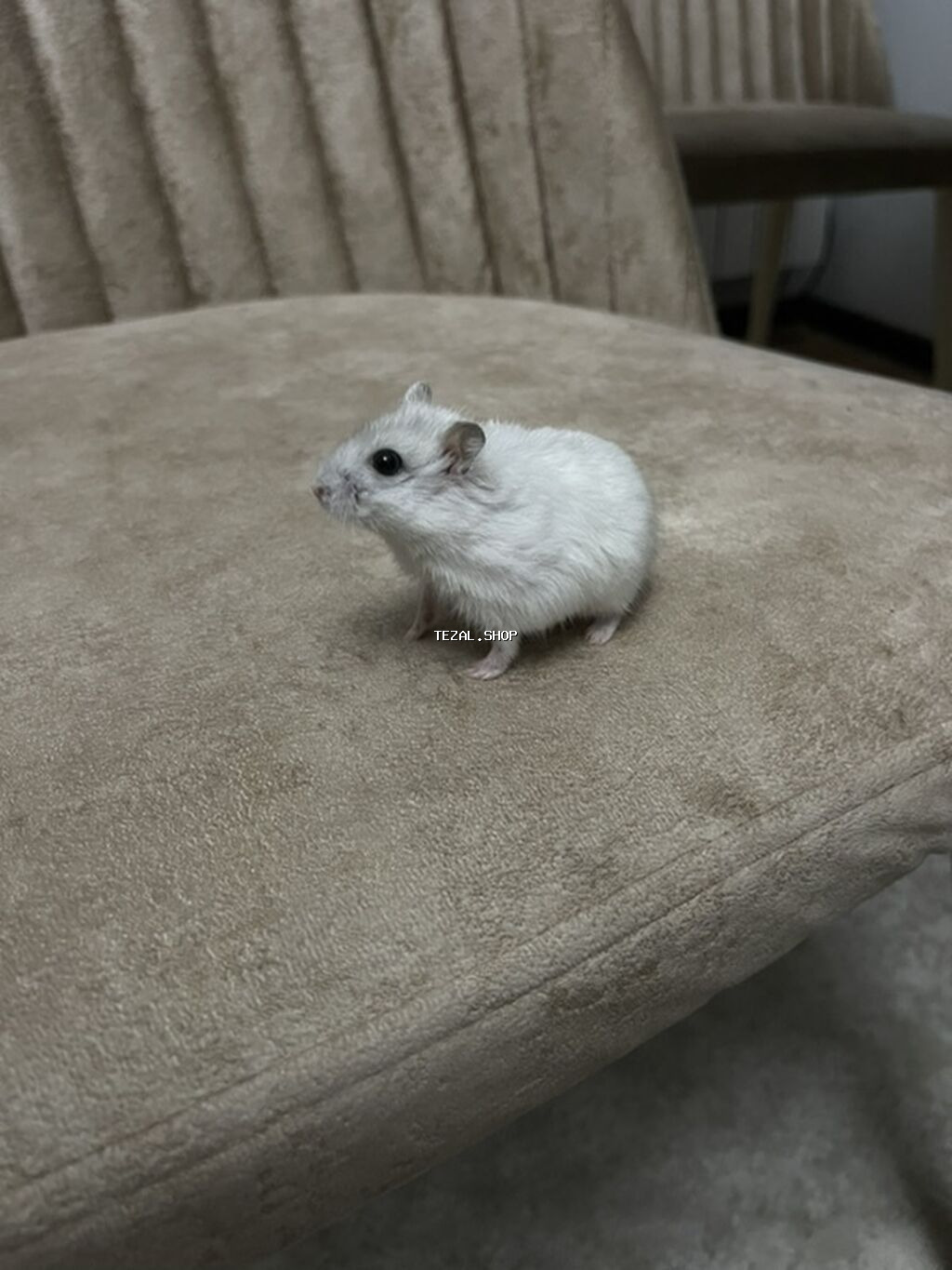 Cüt xırda hamsterlər – biri ağ, biri boz rəngdə. Kiçik ölçülü, çevik - şəkil 4