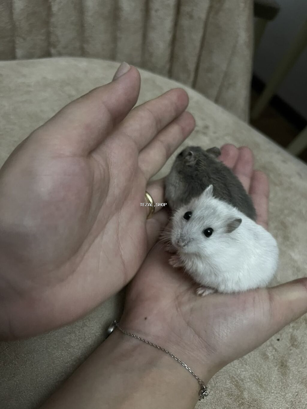 Cüt xırda hamsterlər – biri ağ, biri boz rəngdə. Kiçik ölçülü, çevik - şəkil 5