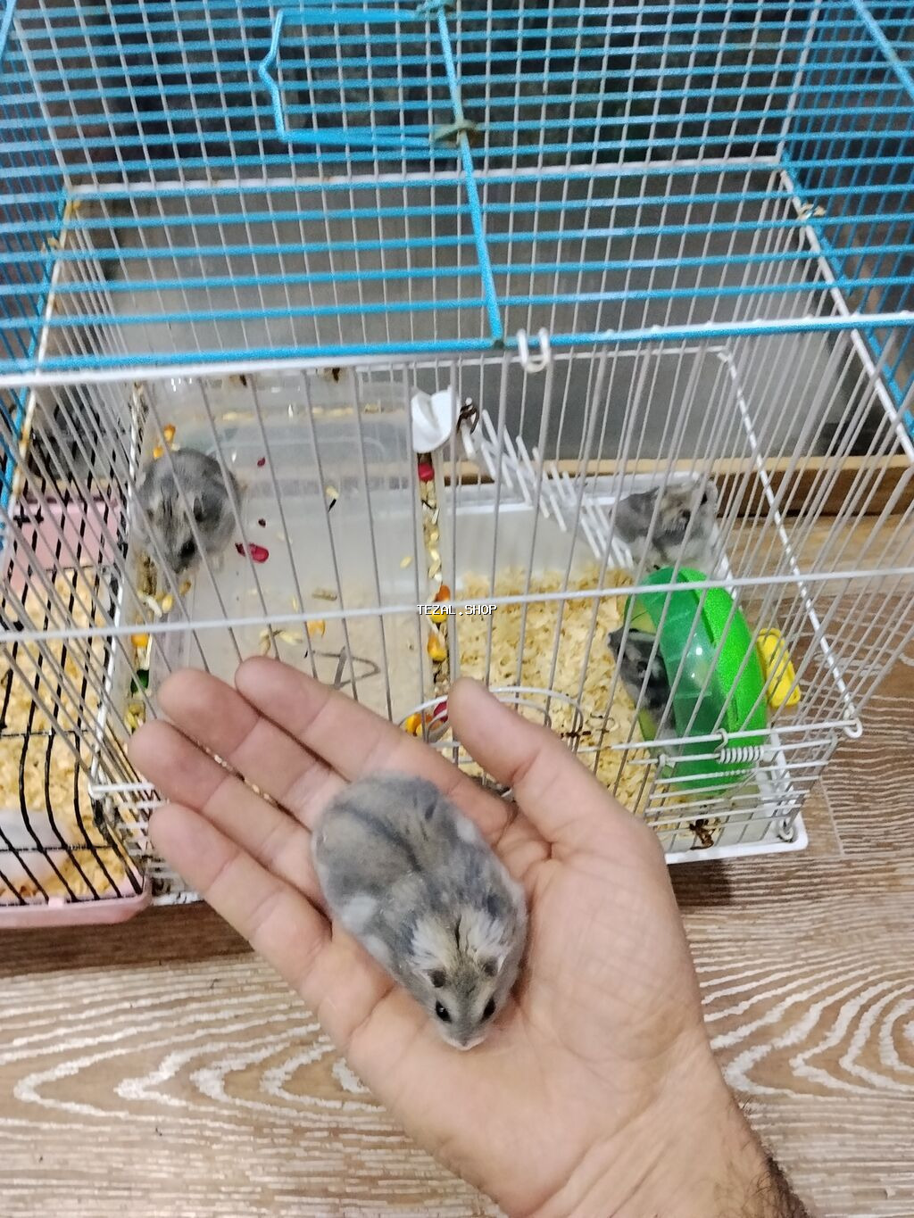 Xamyak cunqarik bir cut ag vəya boz: Bir qəfəs bir kq yem iki aylıq