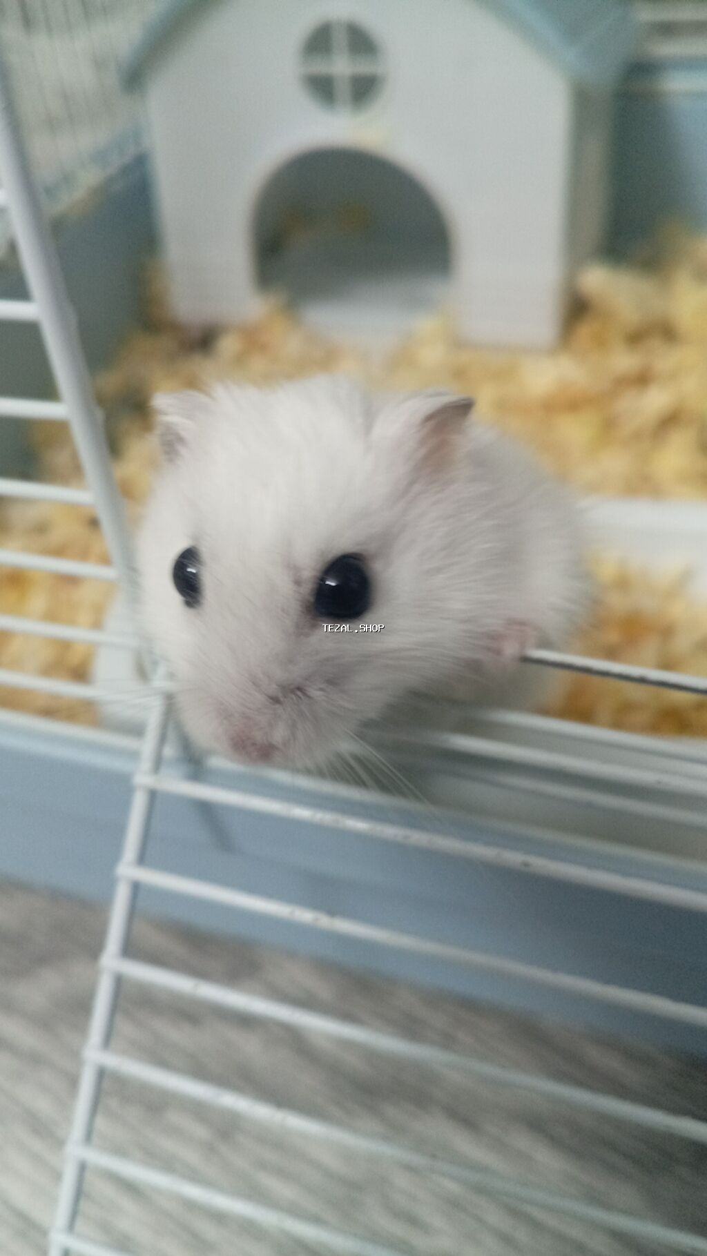 Ağ rəngli cücərtili Cırtdan hamsterlər (xurma gözlü), qəfəs və - şəkil 2