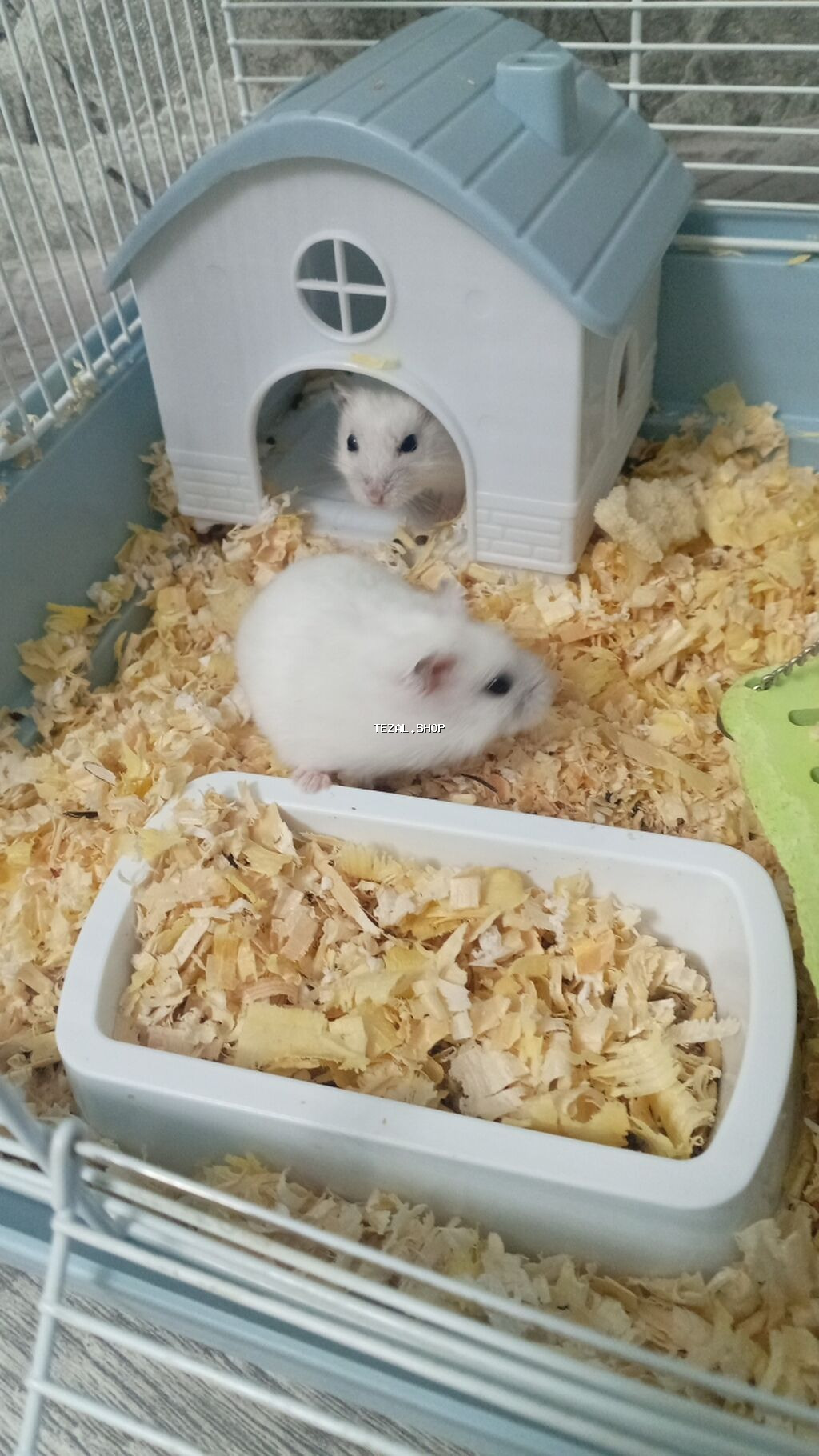 Ağ rəngli cücərtili Cırtdan hamsterlər (xurma gözlü), qəfəs və - şəkil 3