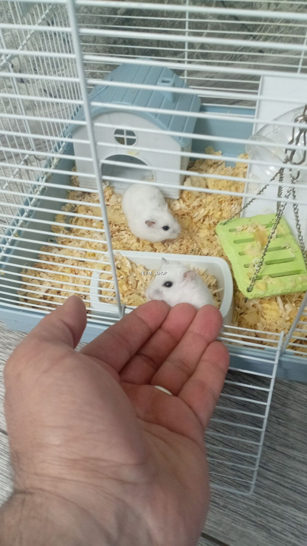 Ağ rəngli cücərtili Cırtdan hamsterlər (xurma gözlü), qəfəs və - şəkil 4