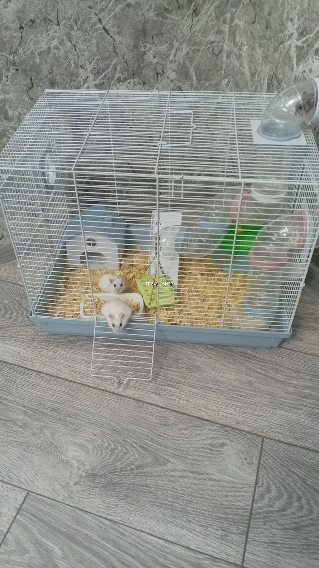 Ağ rəngli cücərtili Cırtdan hamsterlər (xurma gözlü), qəfəs və - şəkil 5