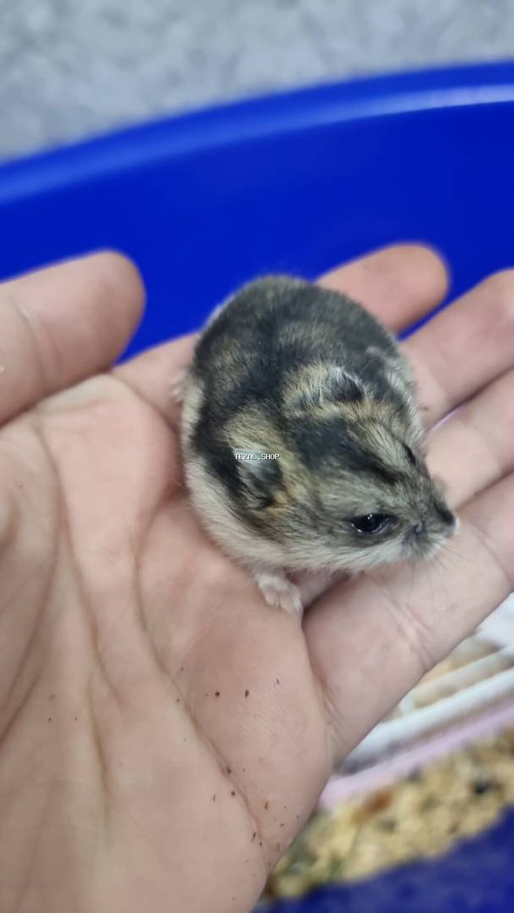 Cunqarik - Uşaqlar və böyüklər üçün ideal seçim! Ev şəraitində - şəkil 2