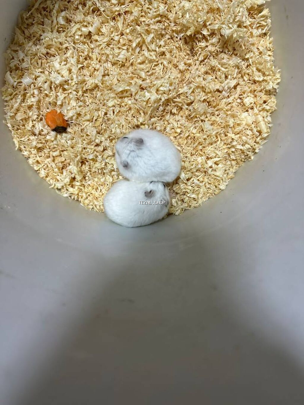 Cunqarik - Uşaqlar və böyüklər üçün ideal seçim! Ev şəraitində - şəkil 3