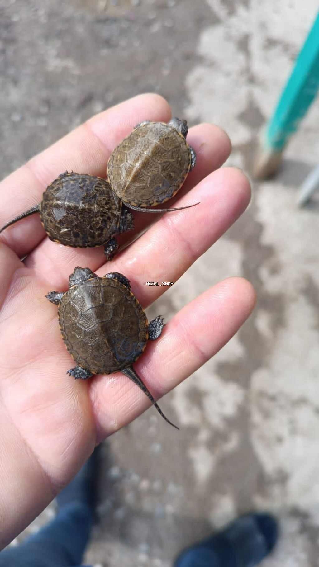 Su tısbağaları satılır.Havasız qalırlar.Tısbağalar üçün