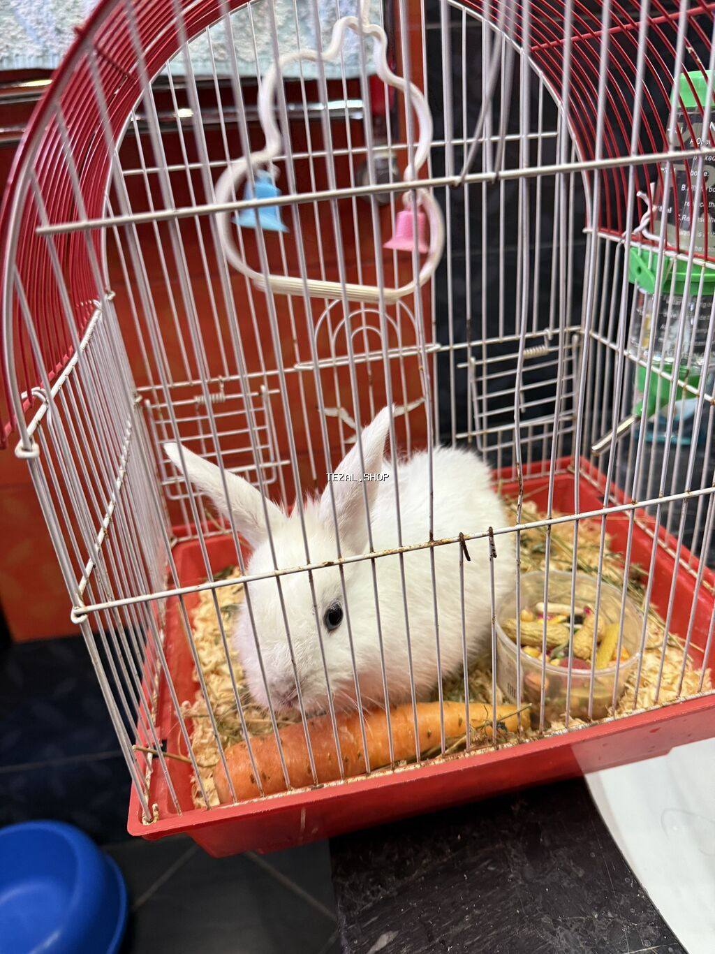 Şirin, ağ rəngli karlik parodalı dovşan satılır. Çox aktiv və mehriban