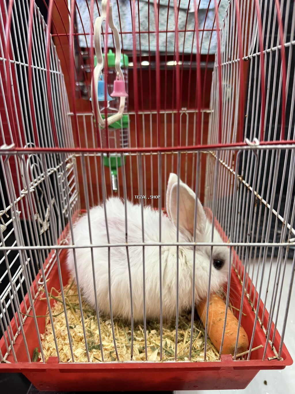 Şirin, ağ rəngli karlik parodalı dovşan satılır. Çox aktiv və mehriban - şəkil 2