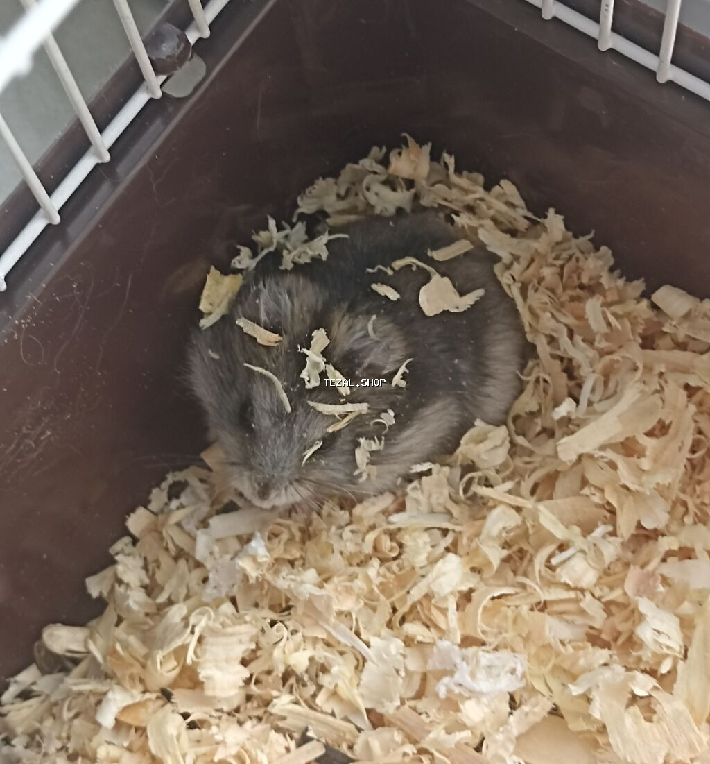 1 aylıq erkək cunqarik bala satılır. Eyni zamanda, 3-4 aylıq dişi ilə