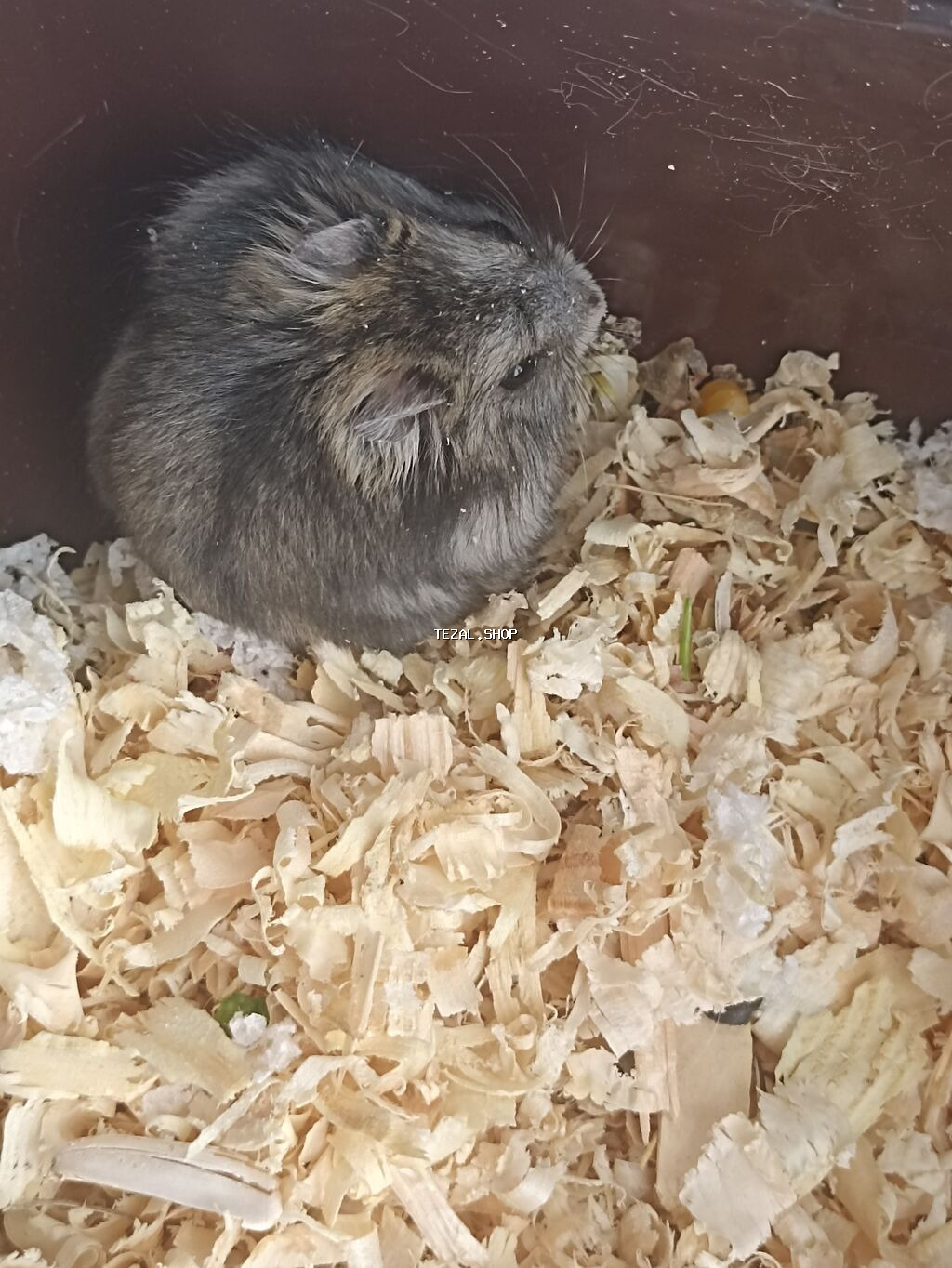 1 aylıq erkək cunqarik bala satılır. Eyni zamanda, 3-4 aylıq dişi ilə - şəkil 2