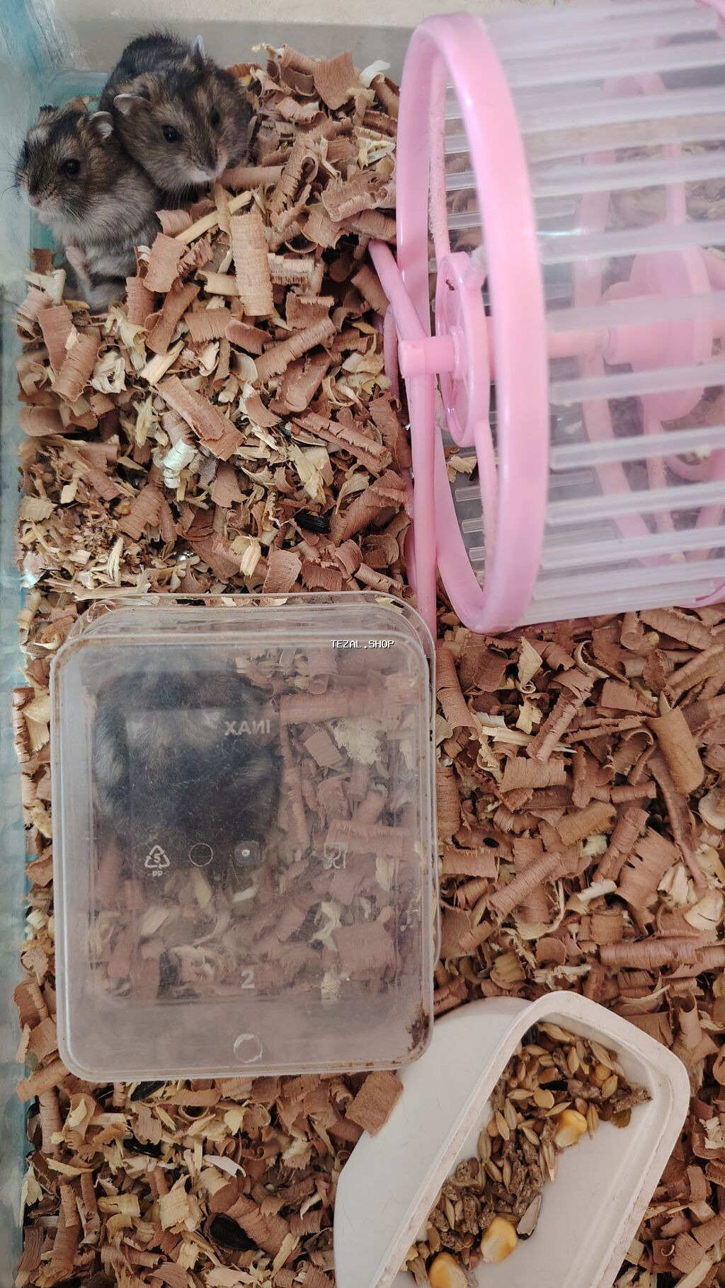 Cırtdan hamsterlər – aktiv və mehriban ev heyvanları Təqdim olunur: -