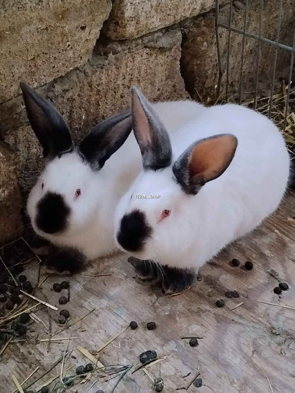 Kaliforniya ətlik cinsin balaları satılır ayına görə qiymət dəyişir