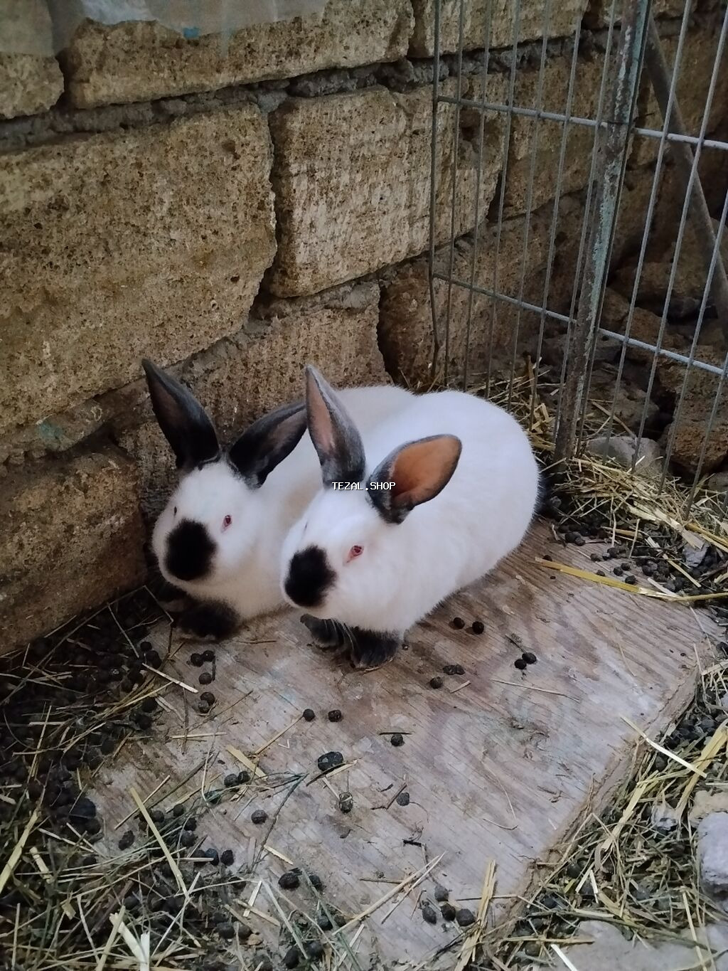 Kaliforniya ətlik cinsin balaları satılır ayına görə qiymət dəyişir - şəkil 2