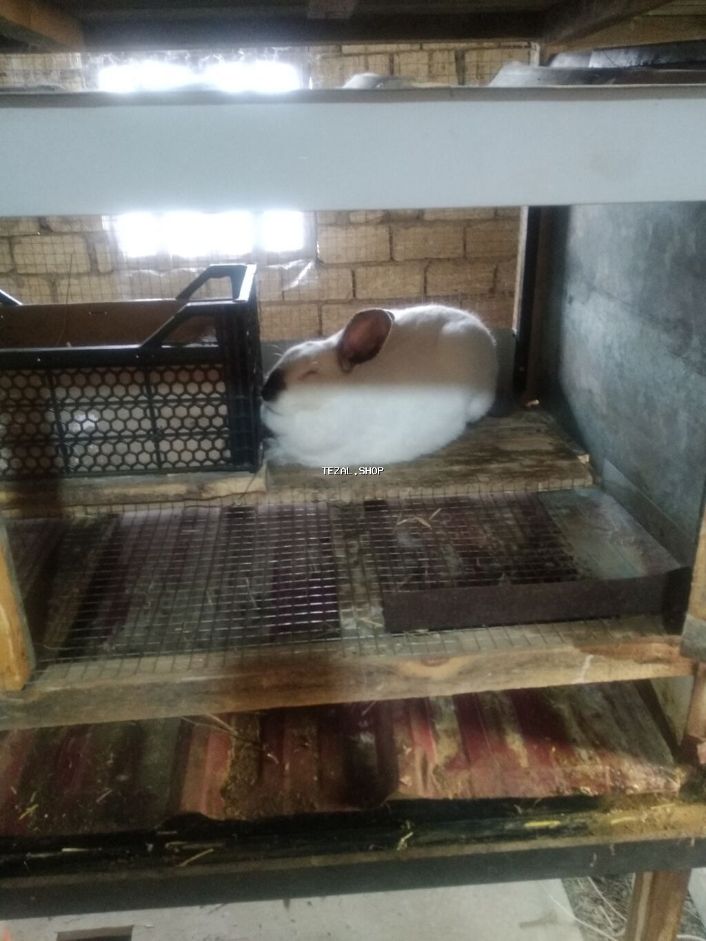 Kaliforniya ətlik cinsin balaları satılır ayına görə qiymət dəyişir - şəkil 3