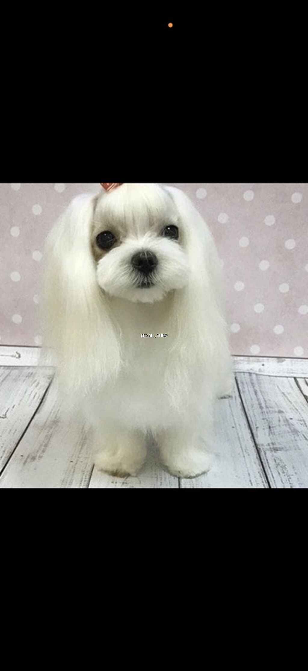 Malta bolonka, Peyvəndli, Pulsuz çatdırılma