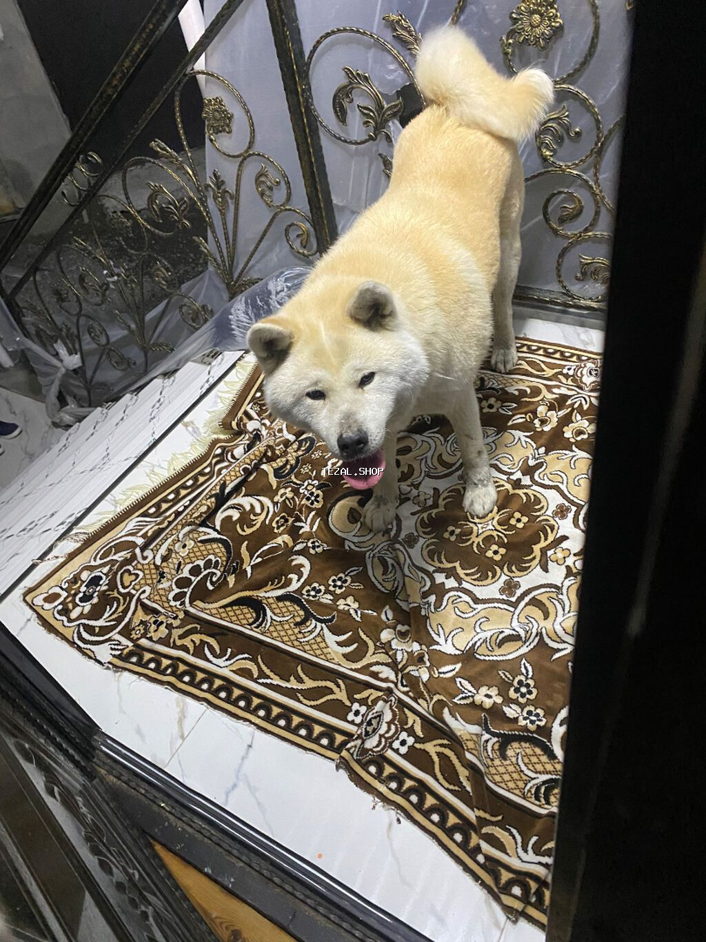 Akita-inu, Dişi, Ünvandan götürmə