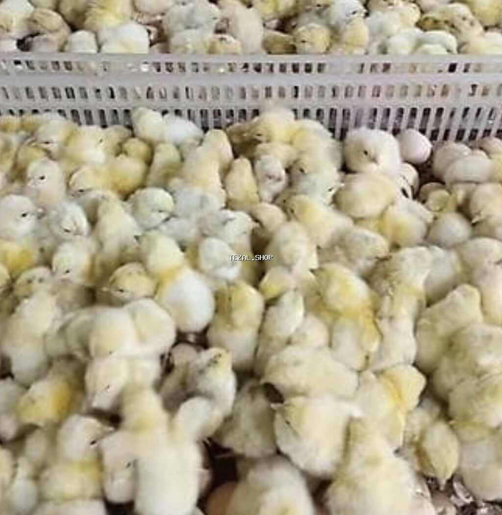 Toyuq cücələri, Damazlıq, Ünvandan götürmə, Pulsuz çatdırılma, Ödənişli çatdırılma