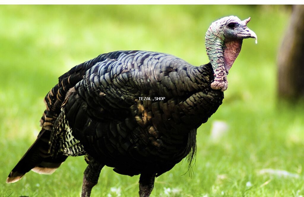 Məhsul: Hinduska 17azn kq,hamisini alana endirim olunacaq Hinduska