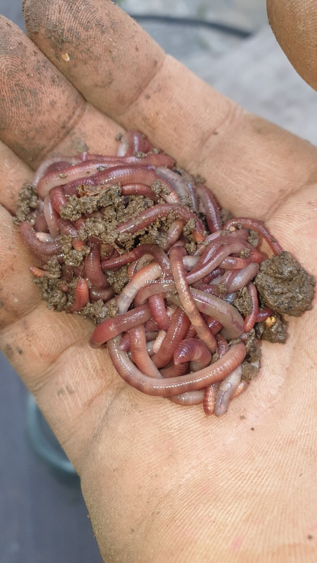 Torpaq qurdu,soxulcan merolara çatdırılma 1azn nə qədər istəsəz var