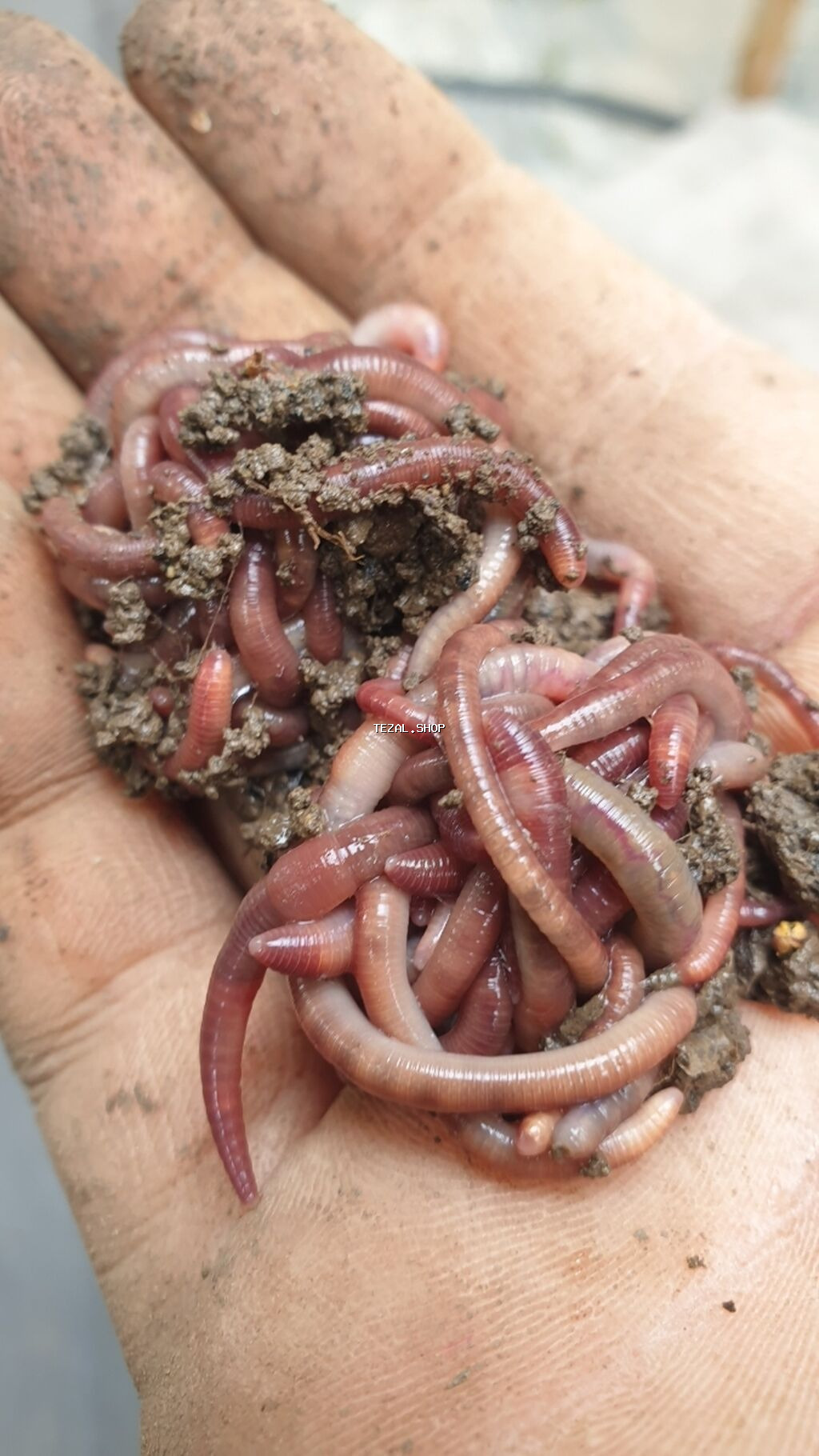 Torpaq qurdu,soxulcan merolara çatdırılma 1azn nə qədər istəsəz var - şəkil 2