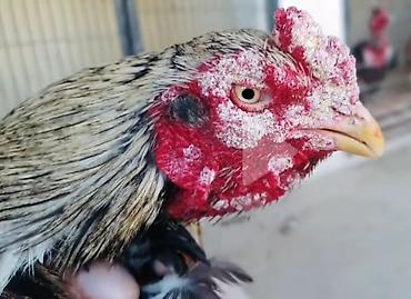 Toyuqlarin üzündə olan Ag, Boz, Göbələk kimi sağalmayan yaraları 2-3 - şəkil 3