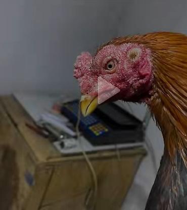 Toyuqlarin üzündə olan Ag, Boz, Göbələk kimi sağalmayan yaraları 2-3 - şəkil 4