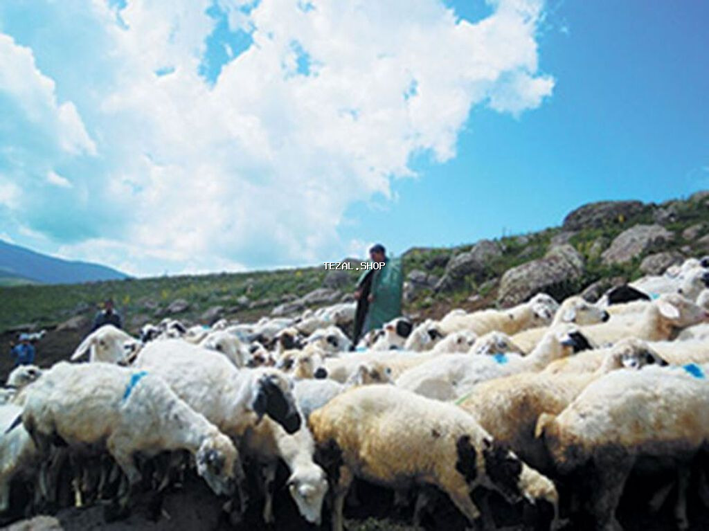 Çoban tələb olunur. isini bilən çoban axtarılır. 260 qoyundu Şəmkir - şəkil 2