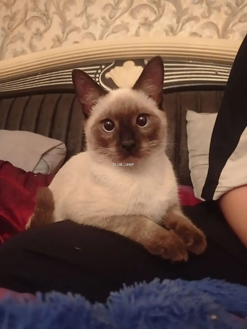 Siam, Erkək, Cütləşmə üçün