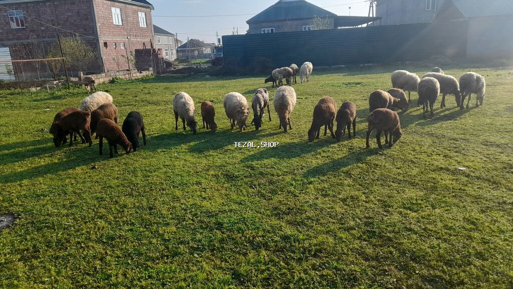 Dişi, il: 1, Damazlıq, Ünvandan götürmə