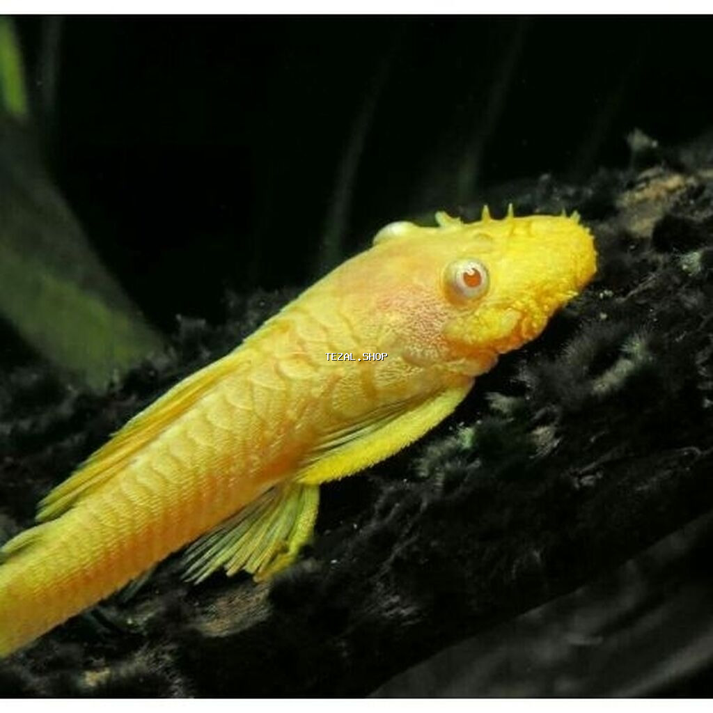 Ansistrus, Sülhsevər, Ünvandan götürmə, Pulsuz çatdırılma, Ödənişli çatdırılma