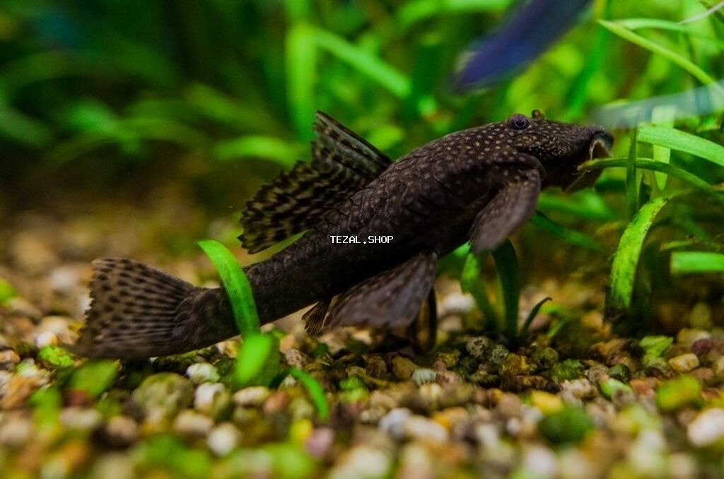 Ansistrus, Sülhsevər, Ünvandan götürmə, Pulsuz çatdırılma, Ödənişli çatdırılma - şəkil 2