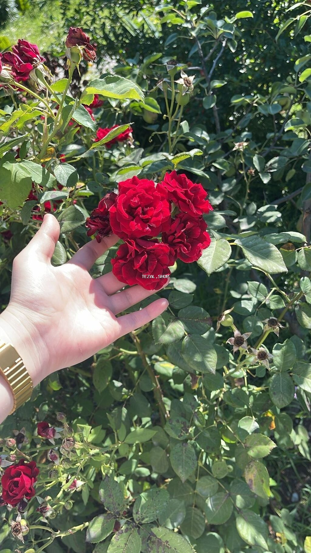 15 illik təcrübəsi olan tərbiyəçi dayə Baki Yasamal rayonunda öz