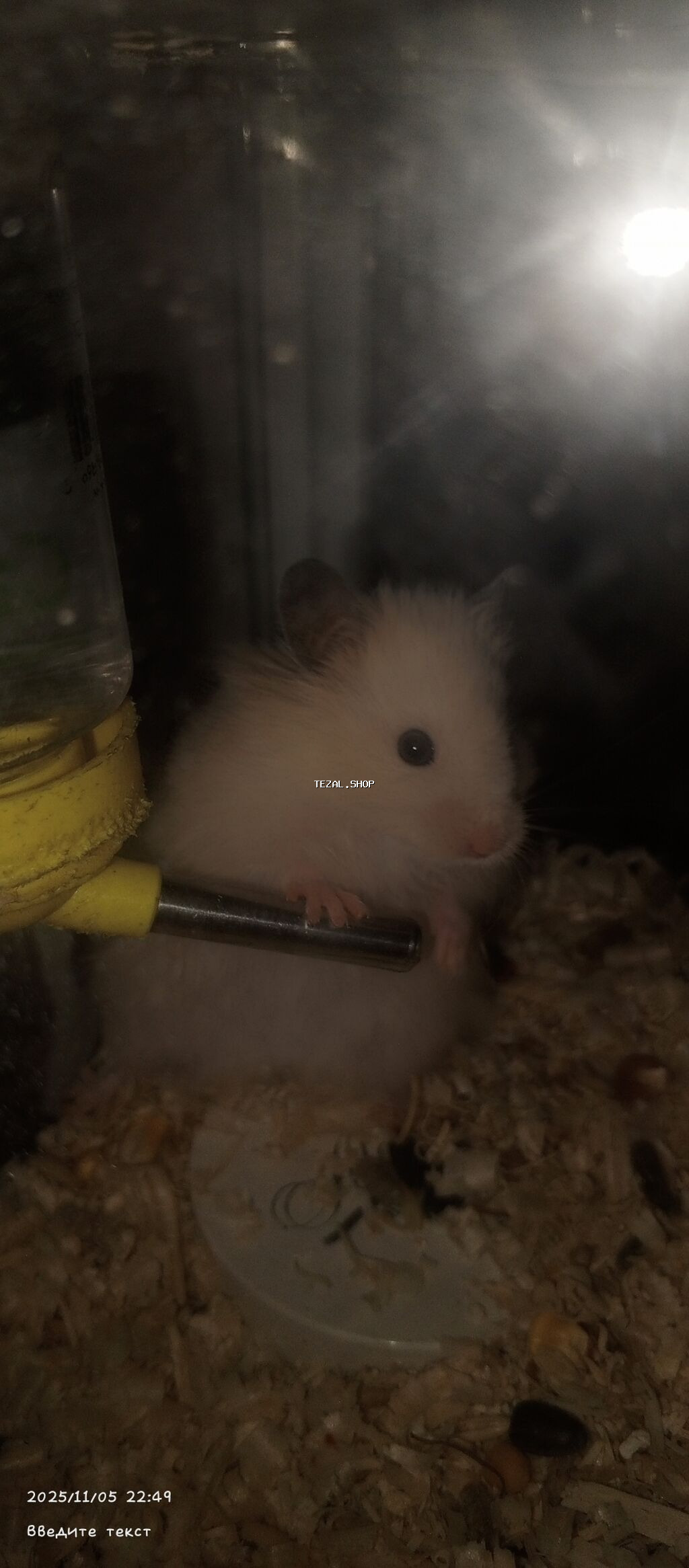 Продаются хомяки 
Hamsterlər, satılı
Pirallahi - şəkil 2