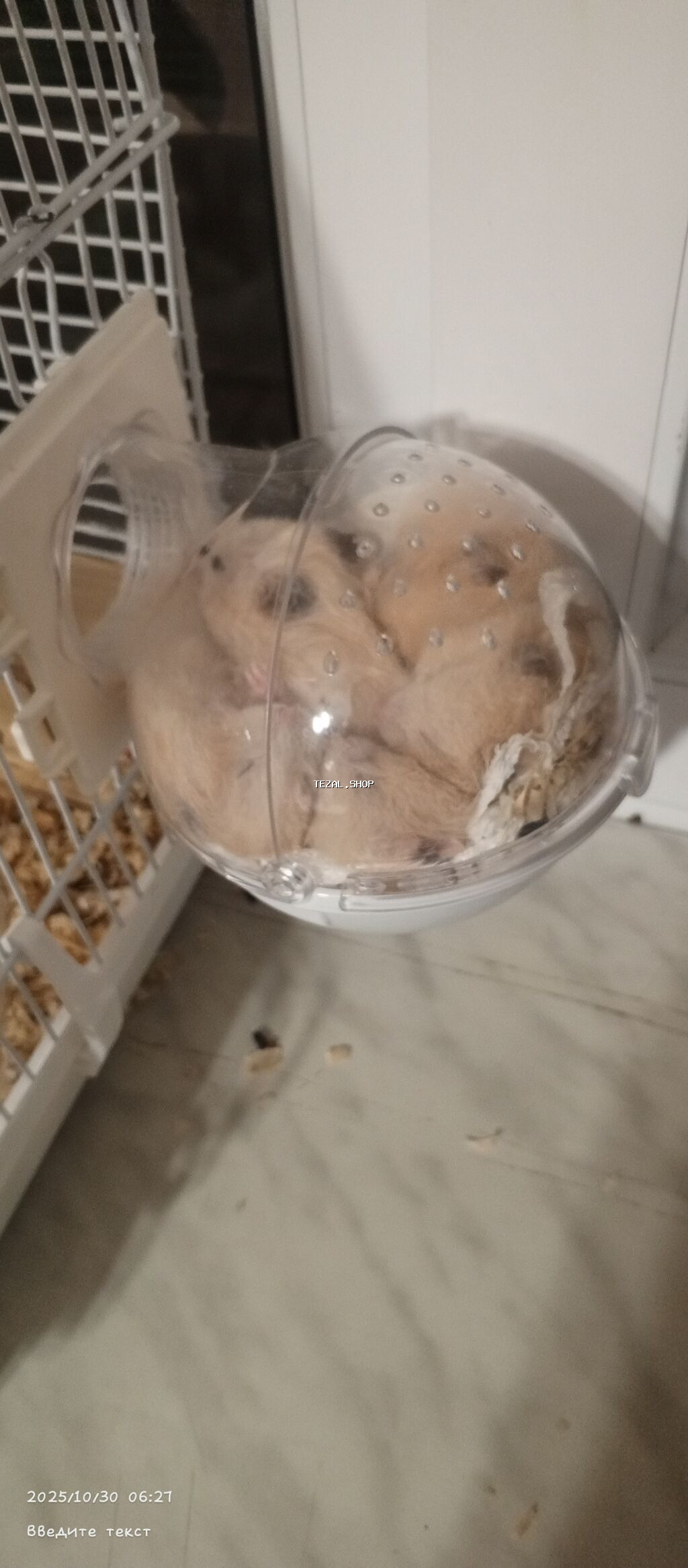 Продаются хомяки 
Hamsterlər, satılı
Pirallahi - şəkil 4