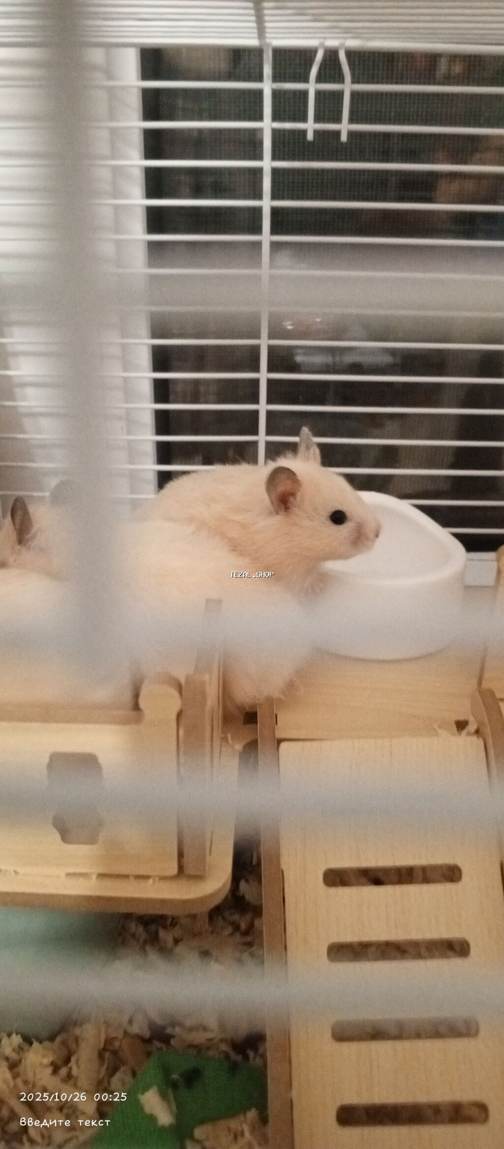 Продаются хомяки 
Hamsterlər, satılı
Pirallahi - şəkil 5