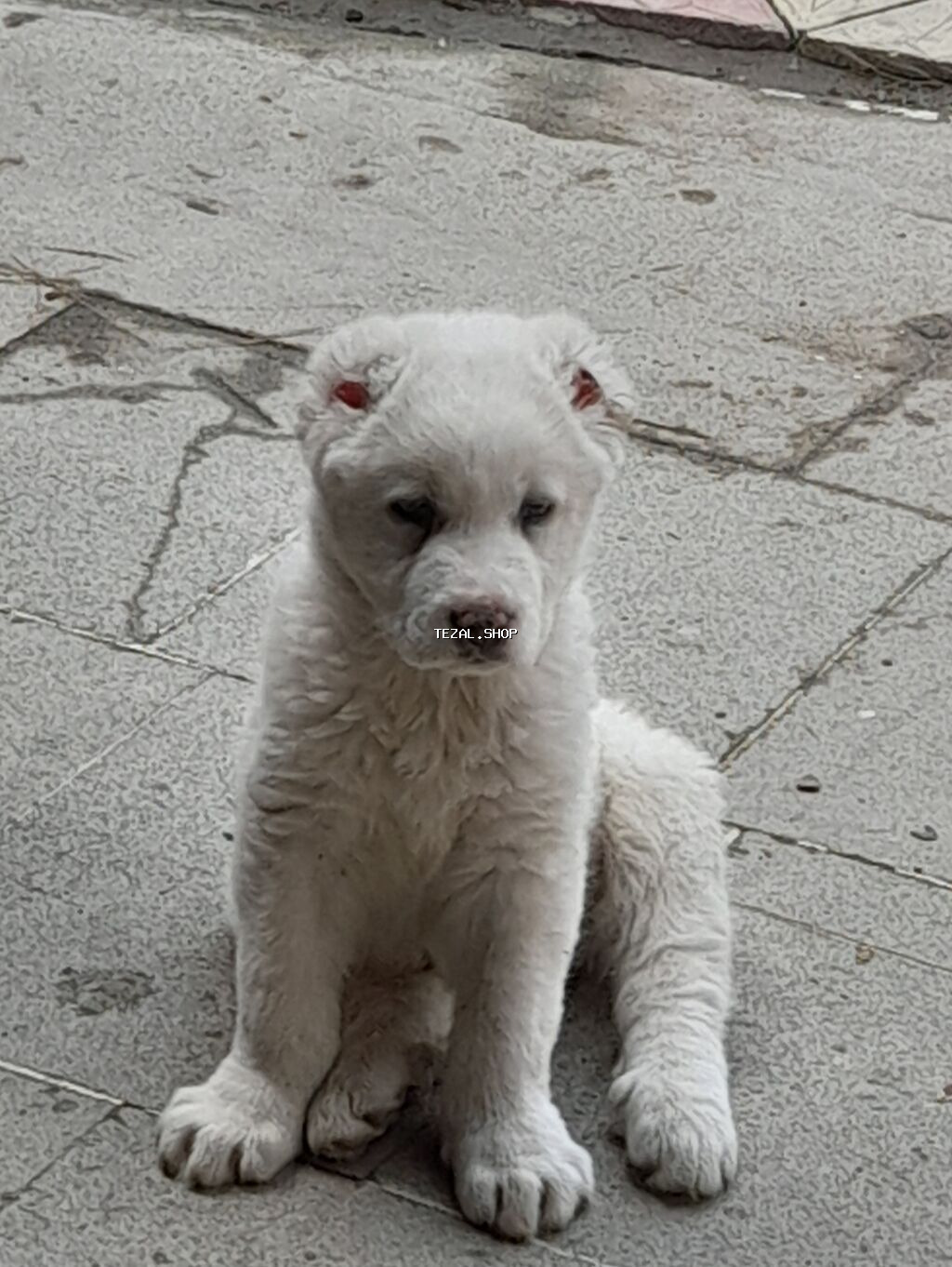 Alabay, 2 ay, Dişi, Peyvəndli