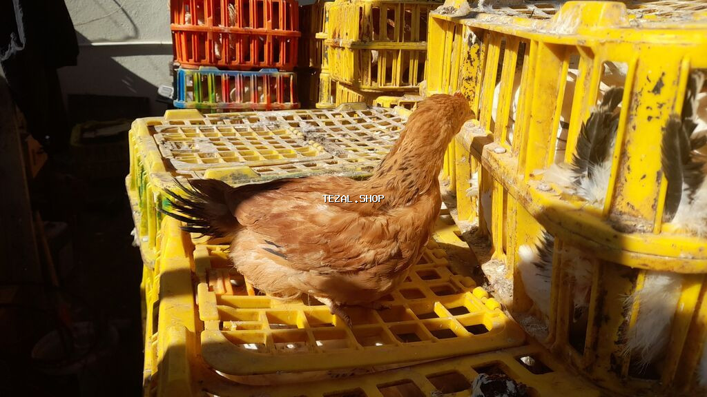 COLPALAR 7MANATDI COX GÖTÜRENE 6MANAT 50Lİ QƏPİY OLACAQ ÜNVAN