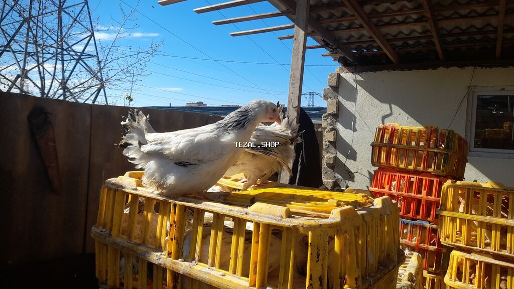 COLPALAR 7MANATDI COX GÖTÜRENE 6MANAT 50Lİ QƏPİY OLACAQ ÜNVAN - şəkil 2