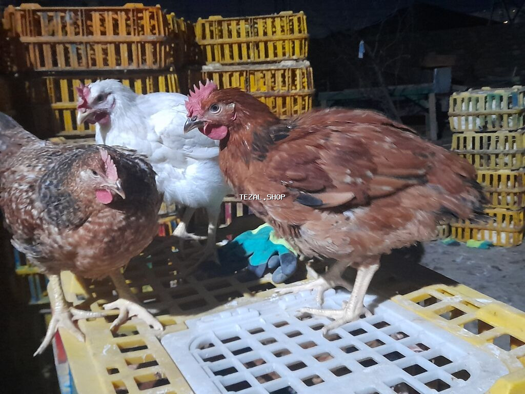 COLPALAR 7MANATDI COX GÖTÜRENE 6MANAT 50Lİ QƏPİY OLACAQ ÜNVAN - şəkil 3