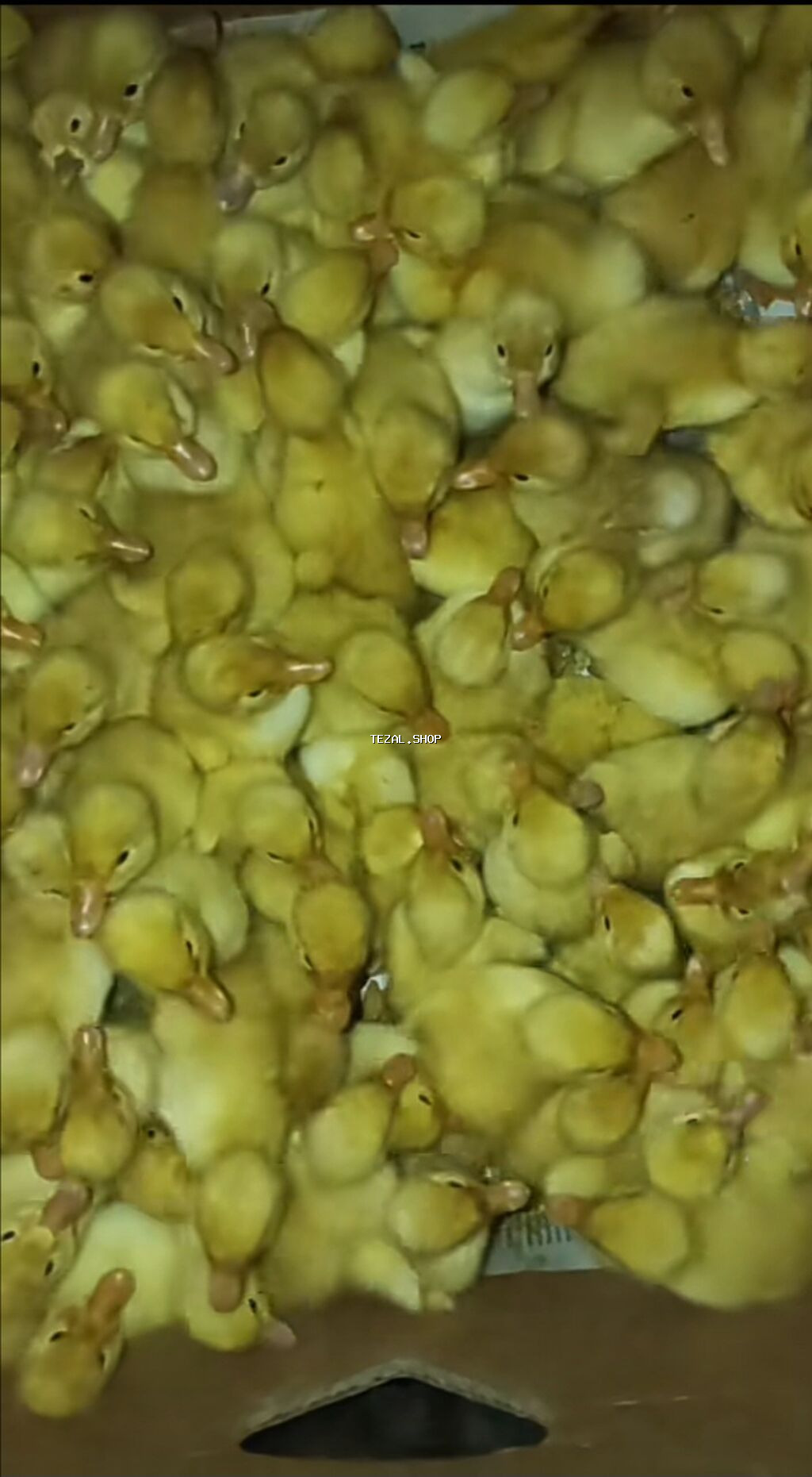 Dişi, Damazlıq, Ünvandan götürmə